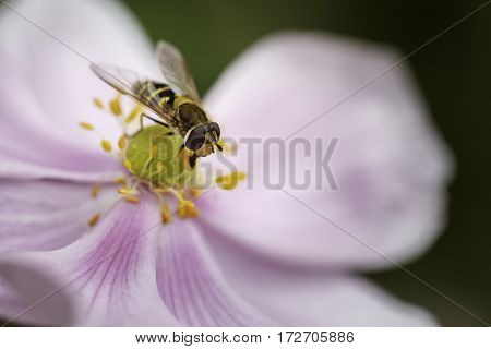 CLose Up shot of a Syrphus Ribesii Hoverfly perched on a flower