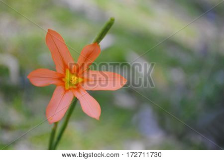 A single One-leaf Cape Tulip (Moraea Flaccida) flower head. Very shallow depth of field was used on just the flower head leavng the rest very soft.