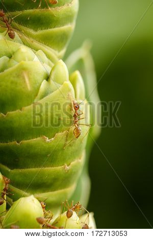 Close Up Image of a fire ant on a greeen plant
