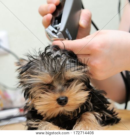 yorkshire terrier getting his hair cut at the groomer
