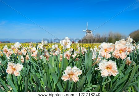 Typical Dutch landscape with Daffodils in the fields and windmill behind at the horizon