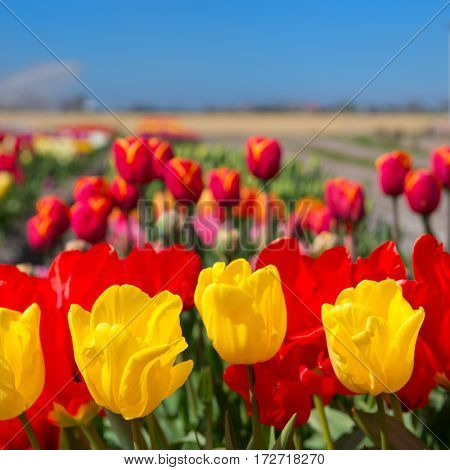Typical landscape in Holland with flowerbulbs