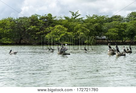 Group of pelicans on the rocks of the sea