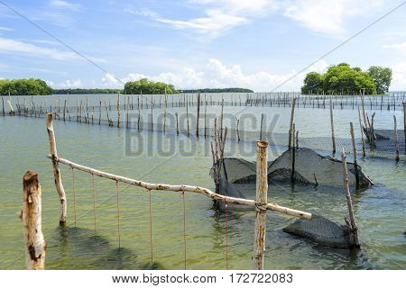 Oyster hatchery in a bay of the caribbean sea