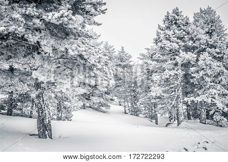 Landscape of forest with snow covered pines