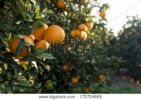 Cluster of oranges hanging from the tree