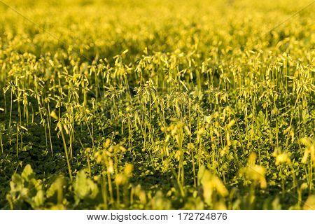 Sunset over the green field of shamrocks