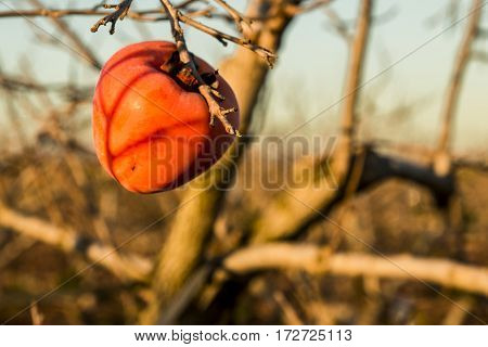 A lone kaki on the leafless branches of the tree