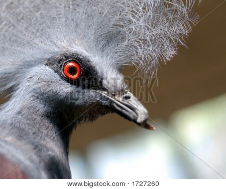 Oiseau exotique