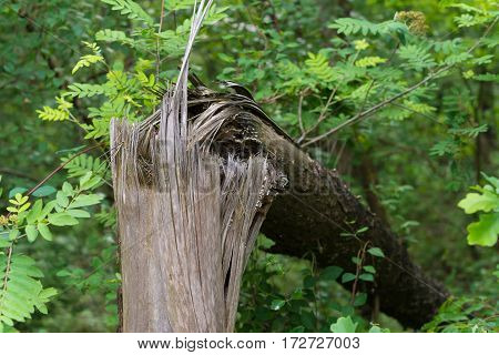 closeup of a broken tree in a spring forest