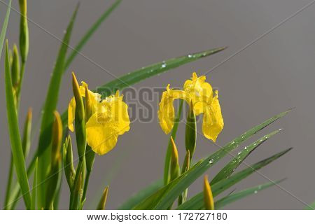 blooming yellow iris flowers next to a small pond