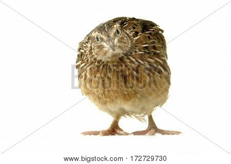 Partridge