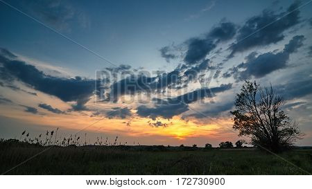 The tree on the meadow in the evening. Sunset.
