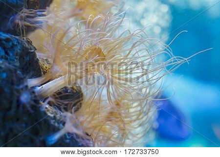 Sea anemone