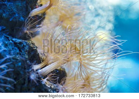 Sea anemone