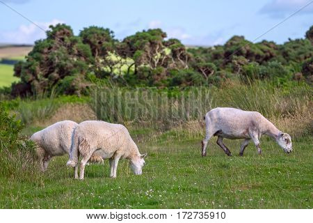 Sheep grazing in the meadows of the northern coast of Devonshire. Farmland in Exmoor. UK
