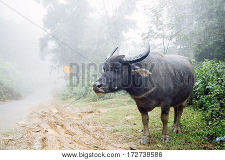 Lonely buffalo is goes on the foggy road through rice fields in Sapa Vietnam
