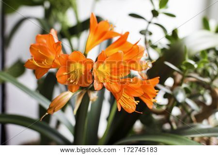 Blooming of orange Clivia. Home flower on a window sill. Bud of flower closeup shot.