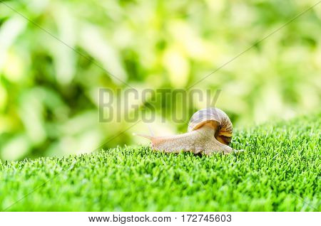 A Snail crawling on green grass in the garden.