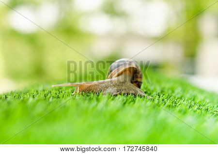 A Snail crawling on green grass in the garden.