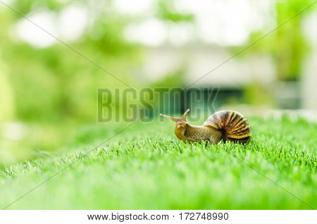 A Snail crawling on green grass in the garden.