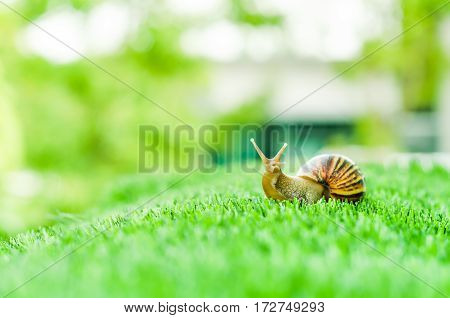 A Snail crawling on green grass in the garden.