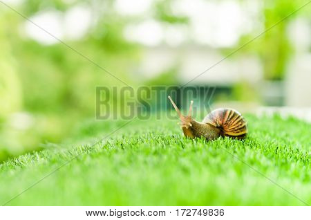 A Snail crawling on green grass in the garden.