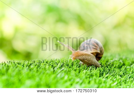 A Snail crawling on green grass in the garden.