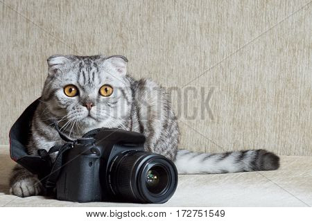 gray tabby cat curious nibbles photo camera