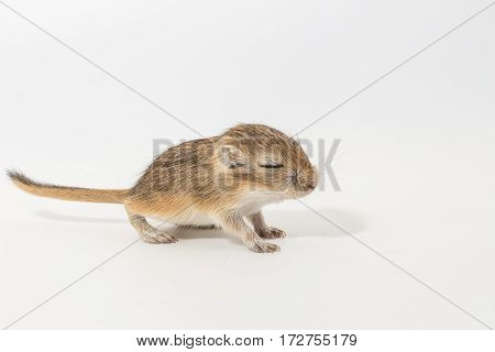 Litter Mongolian Gerbil, Desert Rat