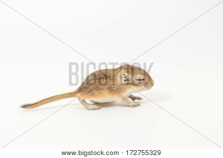 Litter Mongolian Gerbil, Desert Rat