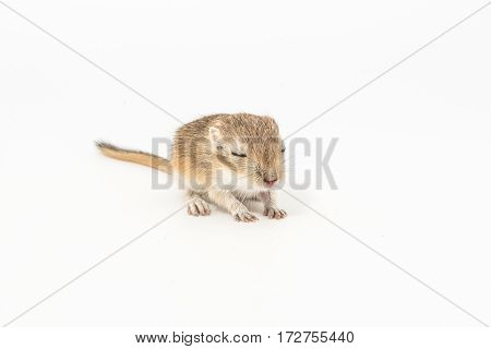 Litter Mongolian Gerbil, Desert Rat