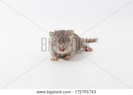 Litter Mongolian Gerbil, Desert Rat