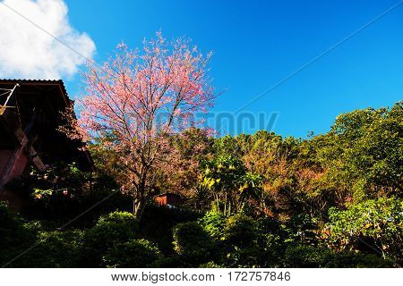 Pink Blossom Sakura In Park, Chiang Rai
