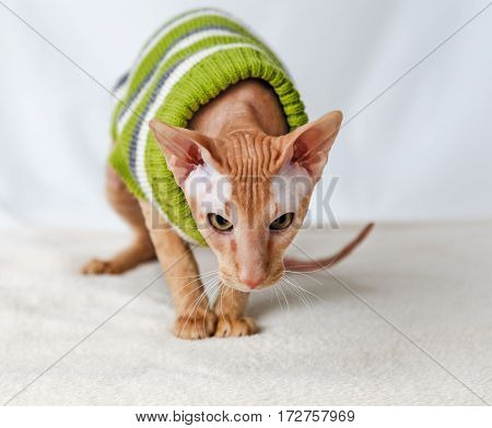 Cat breeds Pererbold in a green striped sweater