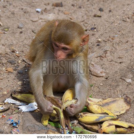 Macaque peeling banana in Mount Popa, Myanmar