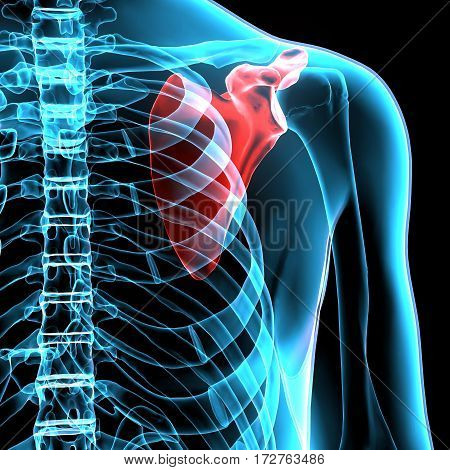 Scapula Bone Anatomy with Circulatory System highlighted zone - pain concept
