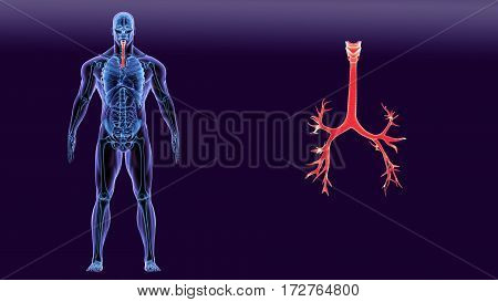 3D Illustration of Human Lungs Inside Anatomy (Larynx, Trachea, Bronchioles)