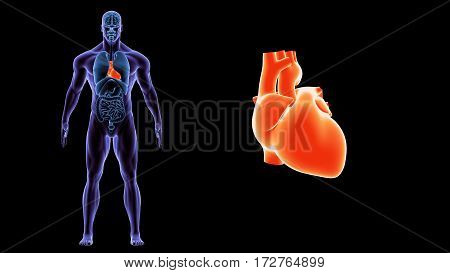 3d illustration human body heart. human body organs.