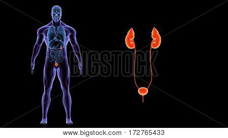 3D illustration of Human Body Organs (Kidneys with Urinary Bladder)