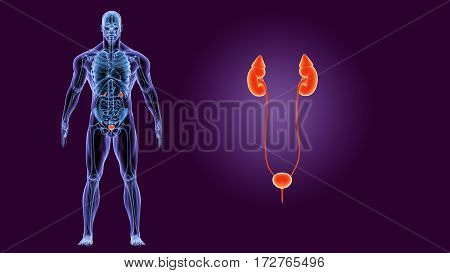 3D illustration of Human Body Organs (Kidneys with Urinary Bladder)