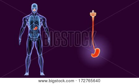 3d illustration human body Stomach Anatomy of a human body part