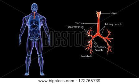 3D Illustration of Human Lungs Inside Anatomy (Larynx, Trachea, Bronchioles)