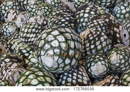 Detail of heads of blue agave. plant for the production of tequila.