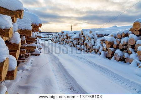 Harvesting timber logs in a forest in Russia in winter