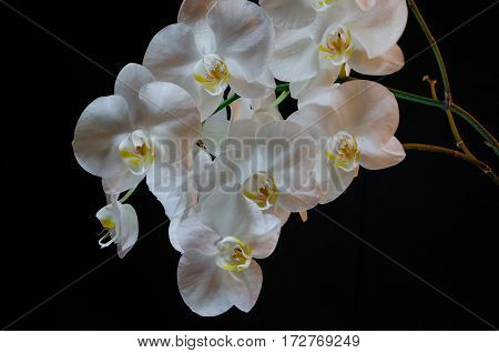 Blossoming beautifully branch of white phalaenopsis orchid flower with yellow center isolated on a black background