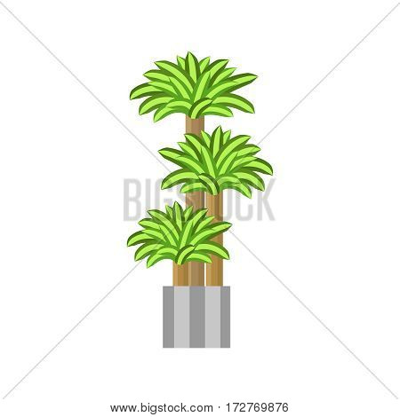 Dragon trees. Deciduous plant in flowerpot. House plant realistic icon for interior decoration .three green tree in flowerpot. Vector illustration isolated on white background