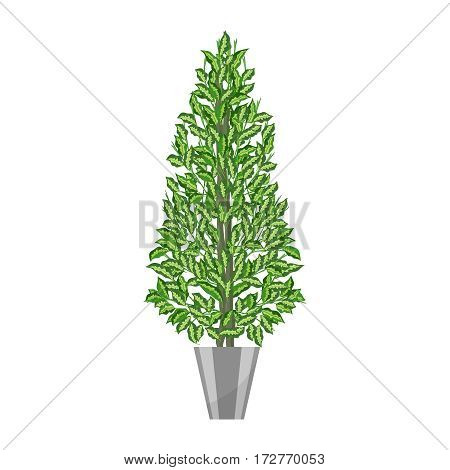 Benjamin ficus. Deciduous plant in flowerpot. House plant realistic icon for interior decoration .Green tree plant in flowerpot. Vector illustration isolated on white background