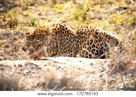In South Africa Kruger Natural Park Wild Leopard