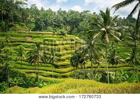 Rice tarrace in mountains. Bali. Indonesia